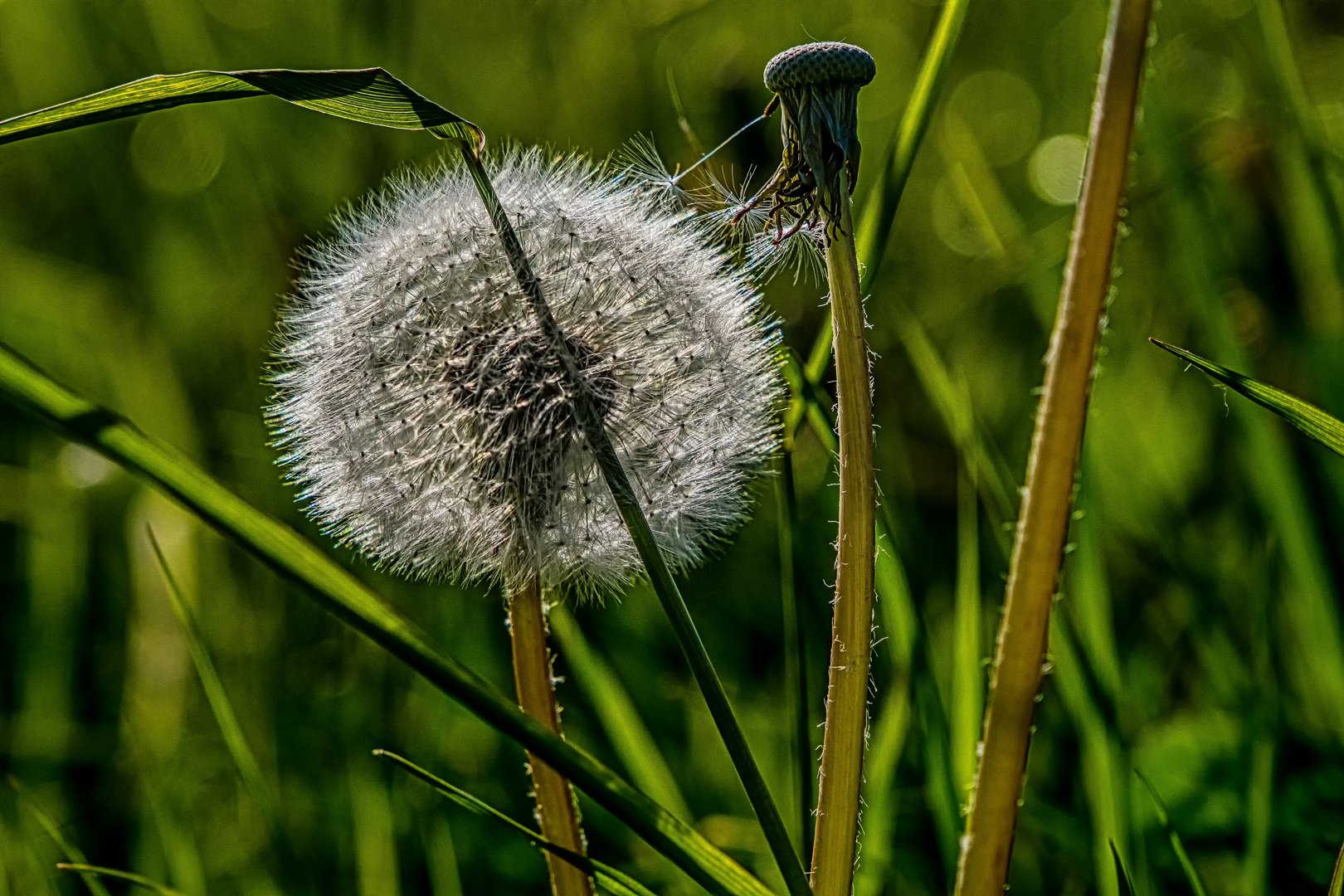 Blick in die Wiese