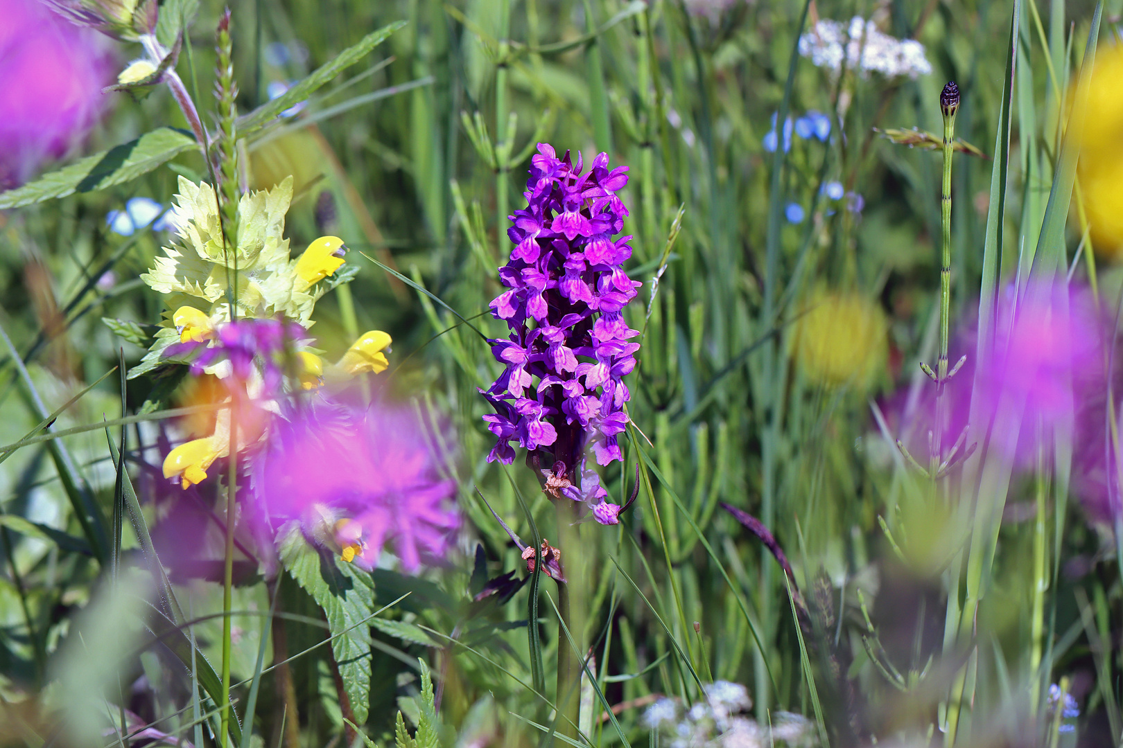 Blick in die Wildwiese (2)