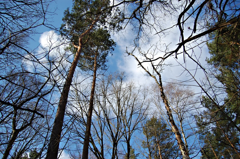 Blick in die Wolken.