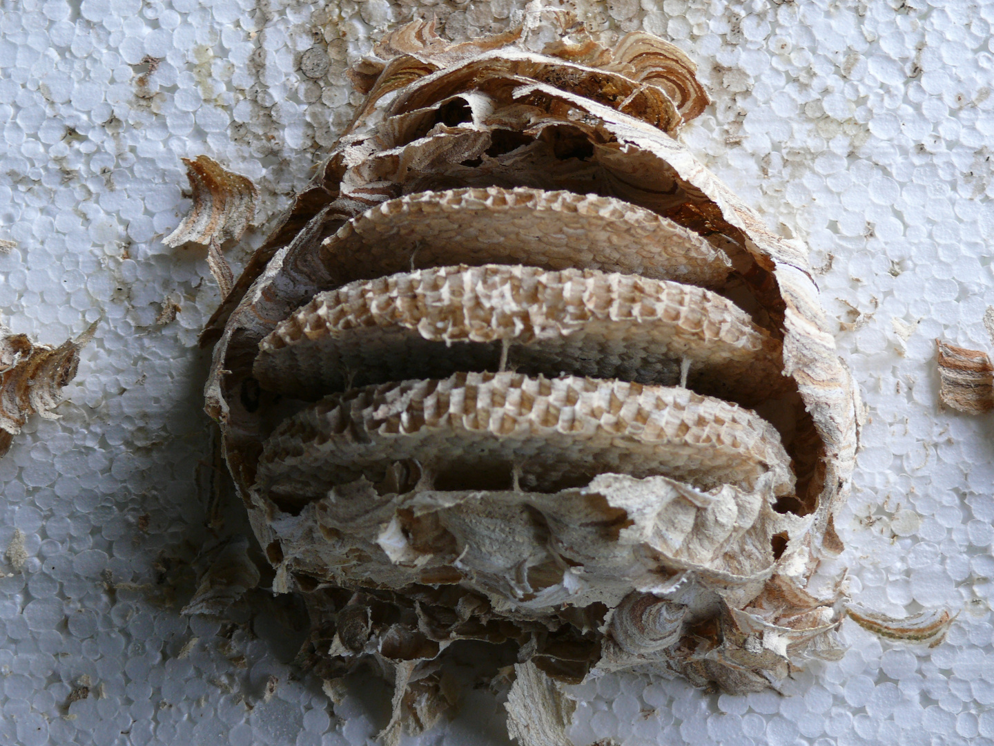 blick in ein geöffnetes wespennest im rollladenkasten