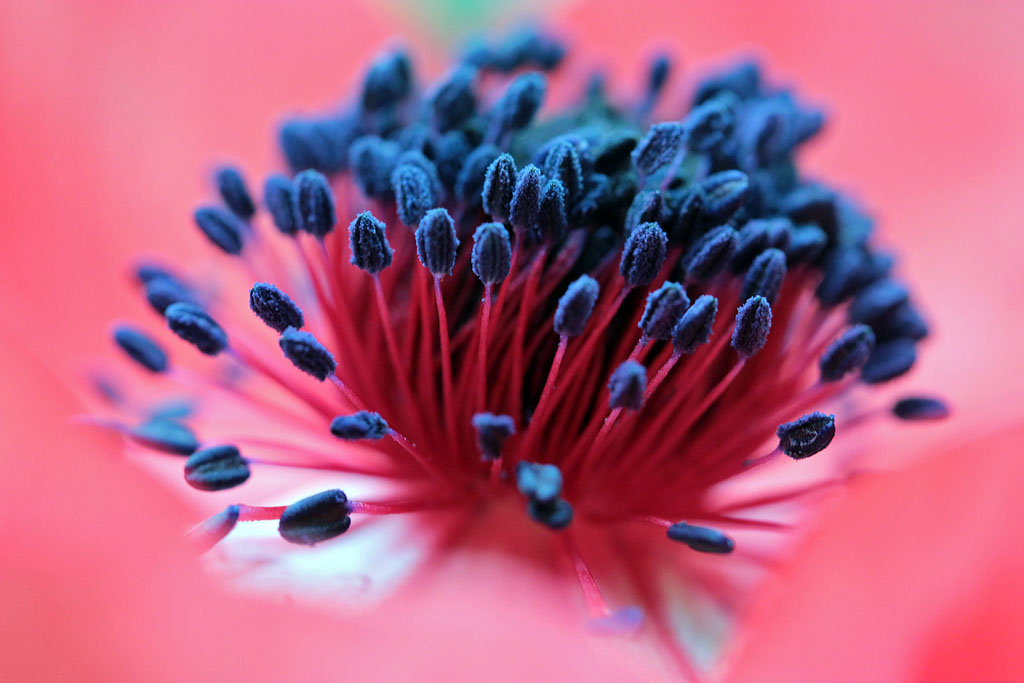 Blick in eine Anemonenblüte