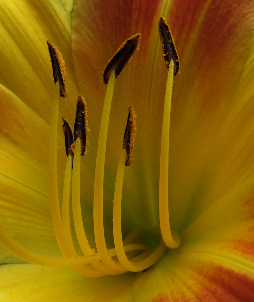 Blick in eine Lilienblüte