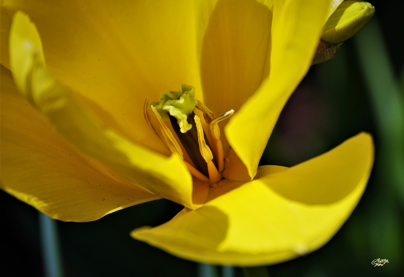 Blick in eine offene Tulpenblüte