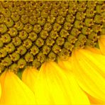 Blick in eine Sonnenblume