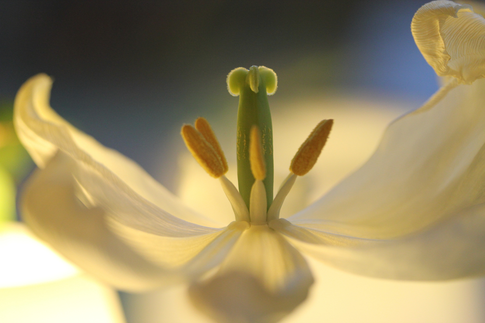 blick in eine tulpe