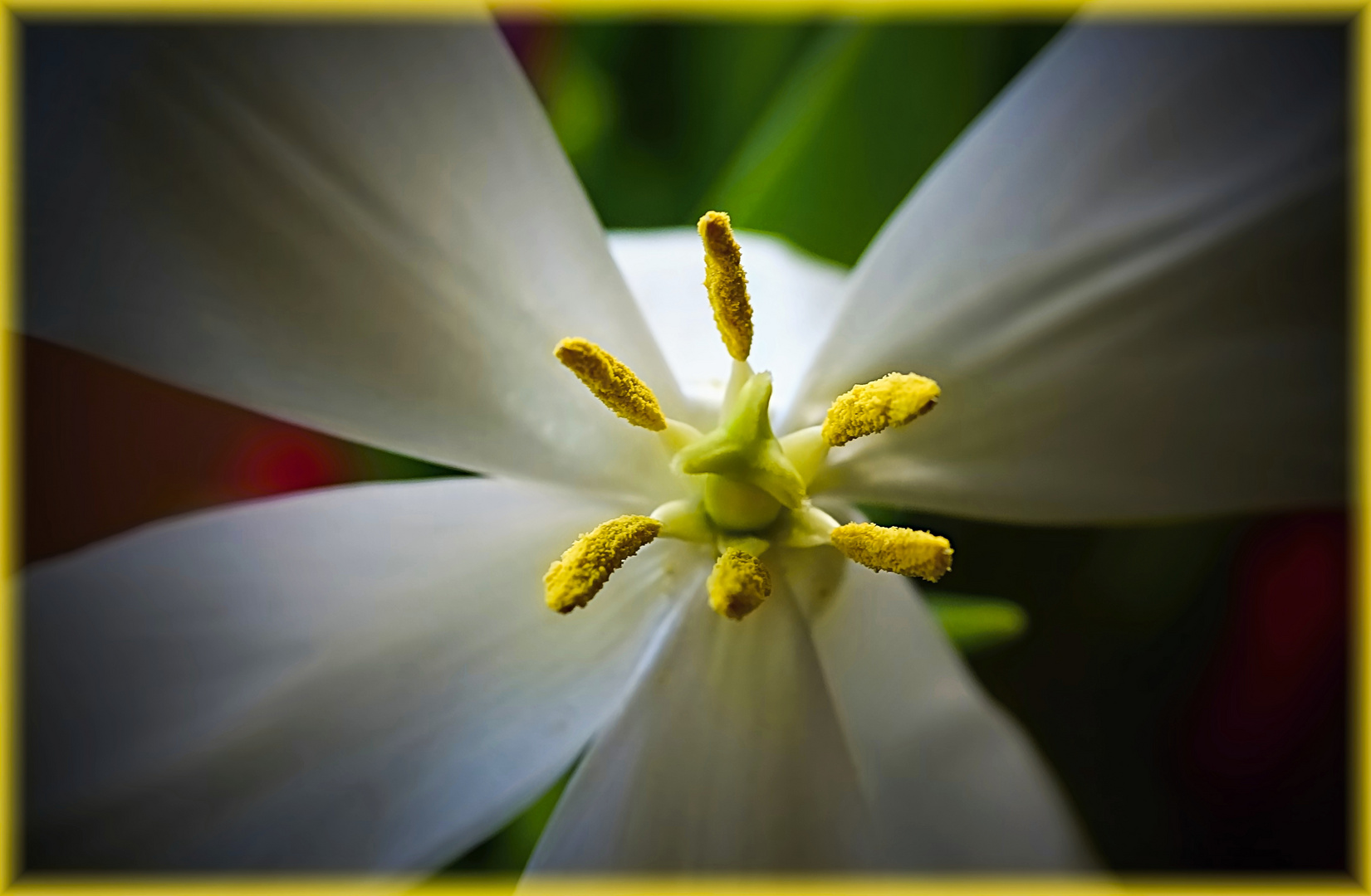 Blick in eine Tulpe