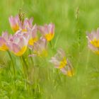 Blick in eine Wildtulpenwiese