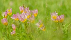 Blick in eine Wildtulpenwiese