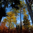 Blick in herbstliche Wipfel