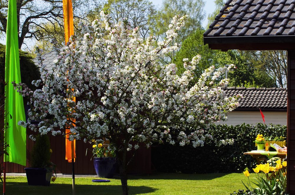 Blick in Nachbars Garten. Foto &amp; Bild bäume, frühling