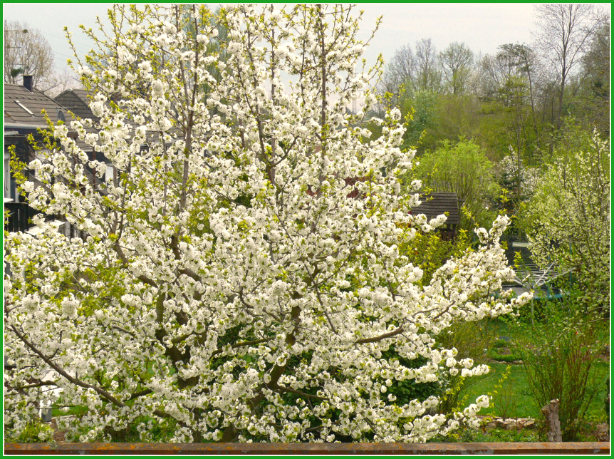 Blick in Nachbars Garten