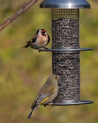 Blick in Nachbars Garten