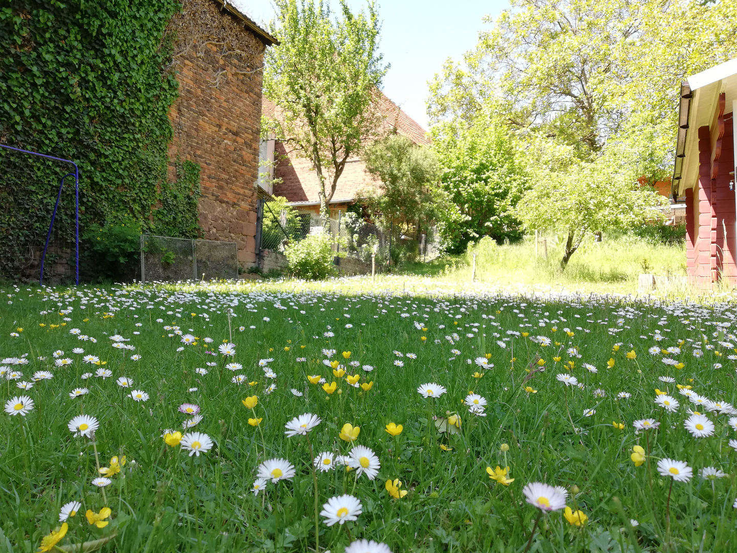 Blick in unseren Garten Anfang 2020