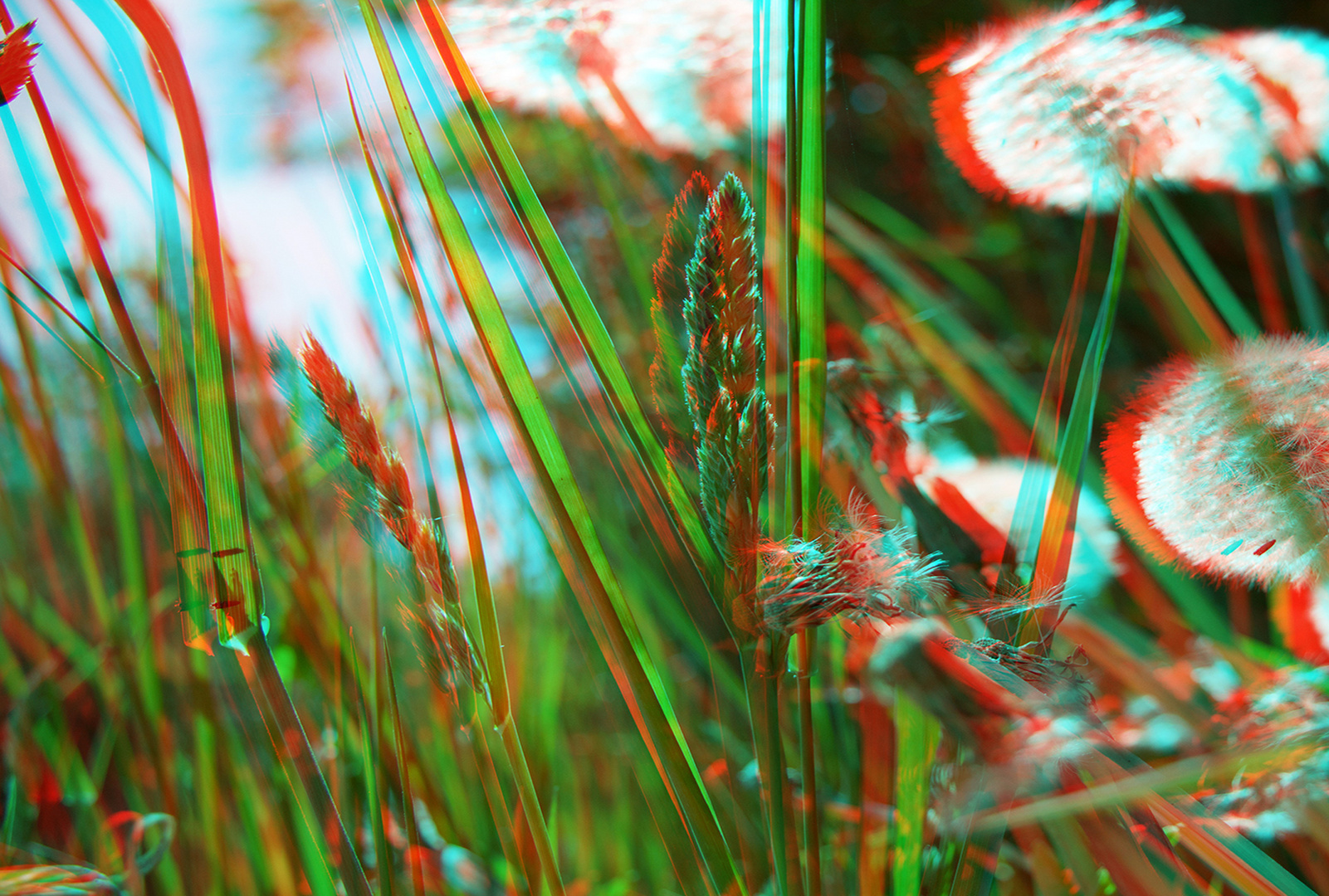 Blick ins Aquarium "Natur" (Anaglyphe rot/cyan)