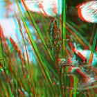 Blick ins Aquarium "Natur" (Anaglyphe rot/cyan)