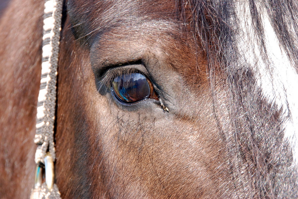 Blick ins Auge (2)