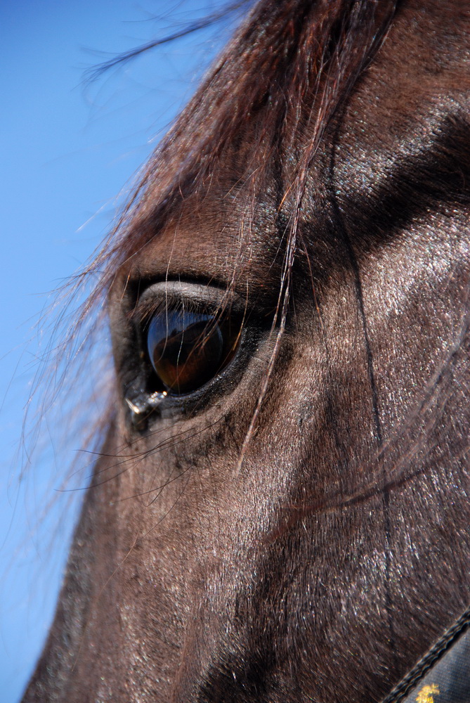 Blick ins Auge