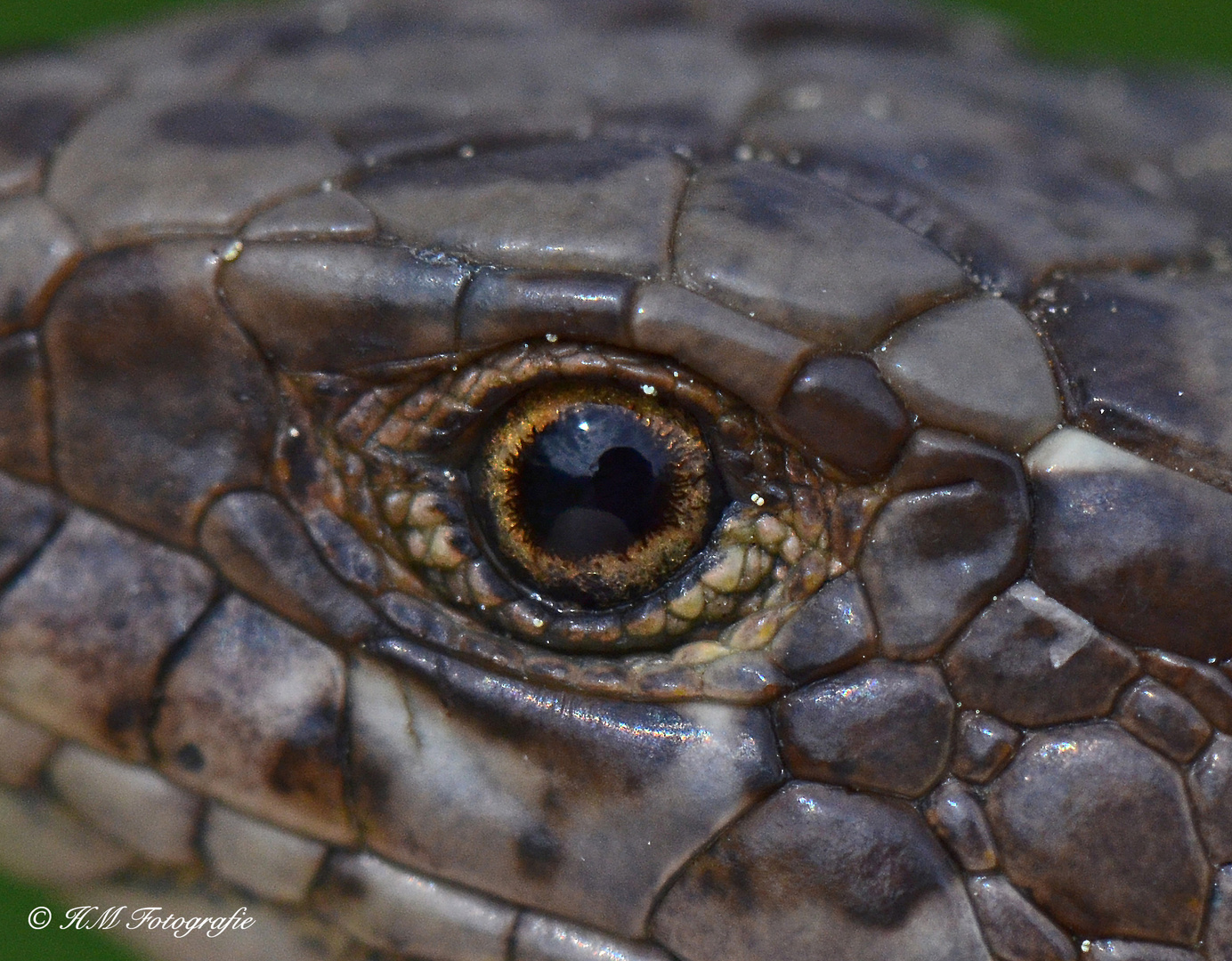 Blick ins Auge einer Zauneidechse