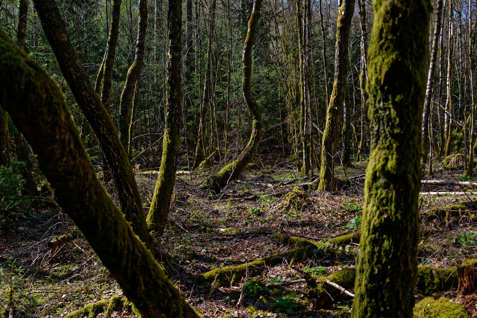 Blick ins Birkenwäldchen