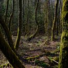 Blick ins Birkenwäldchen