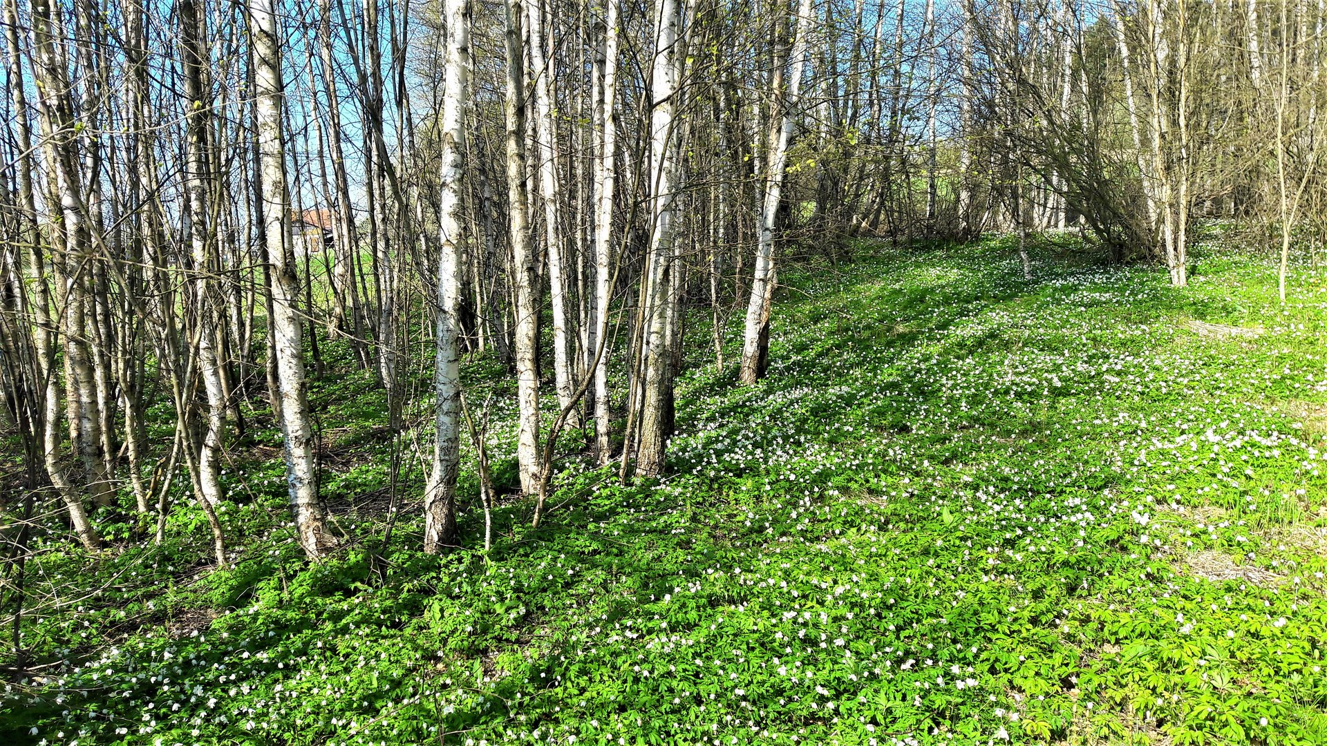 Blick ins Birkenwäldchen