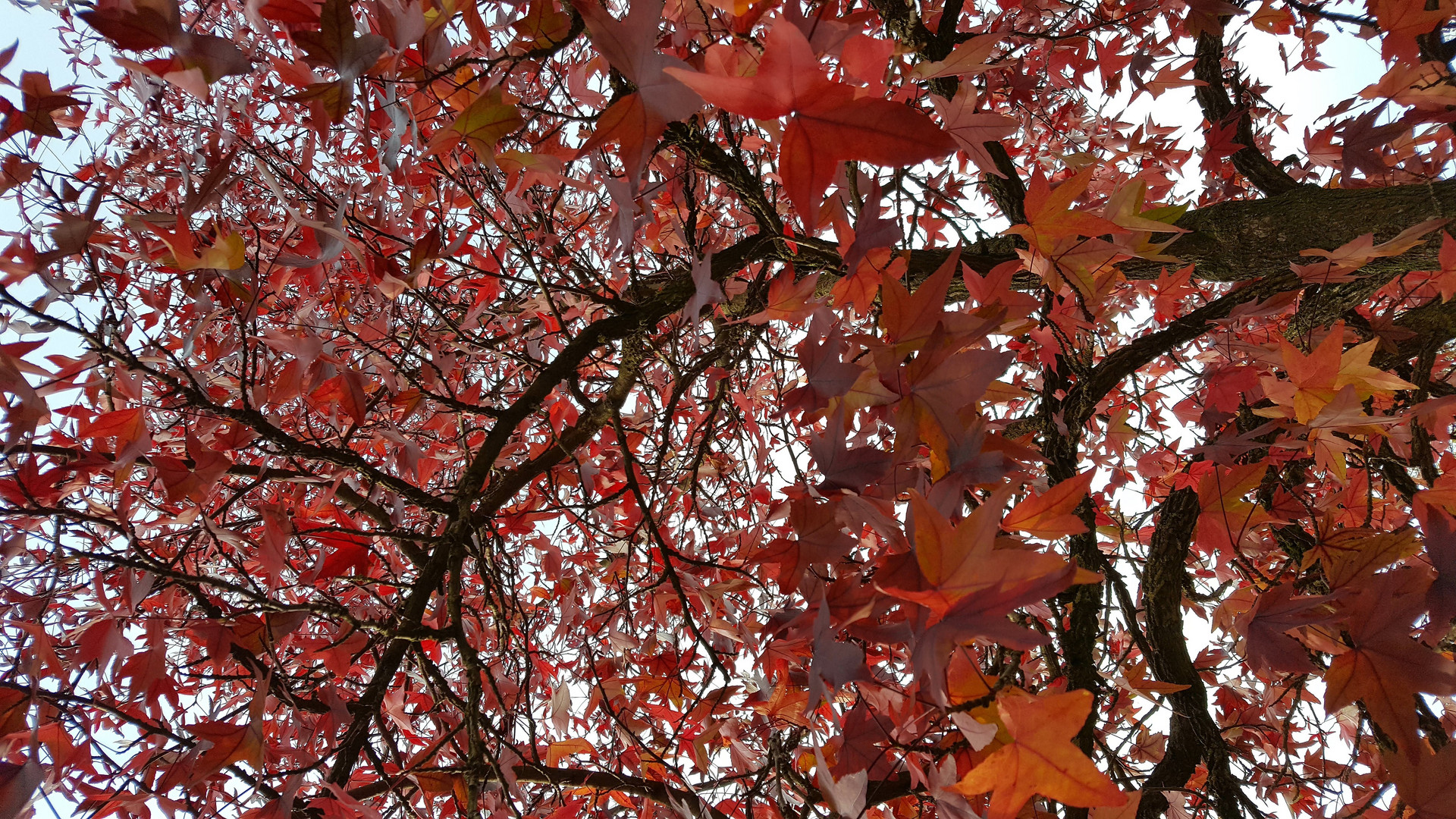 Blick ins Blätterdach 