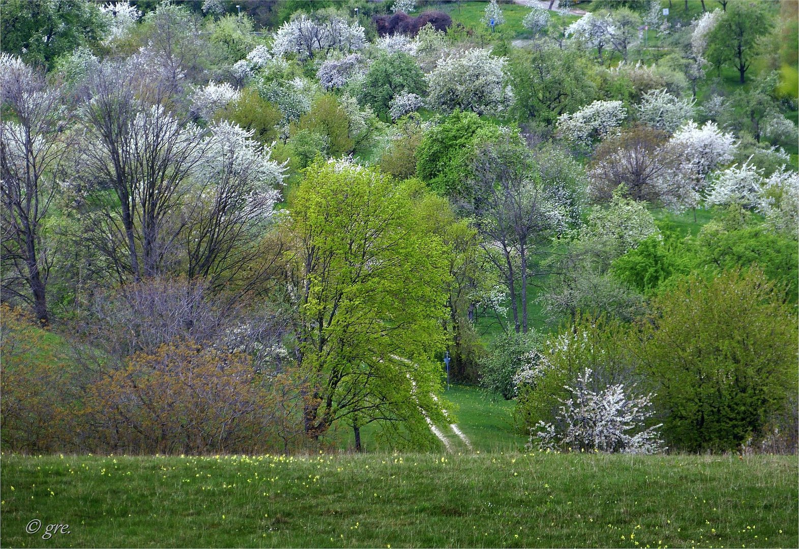  Blick ins Blütenmeer