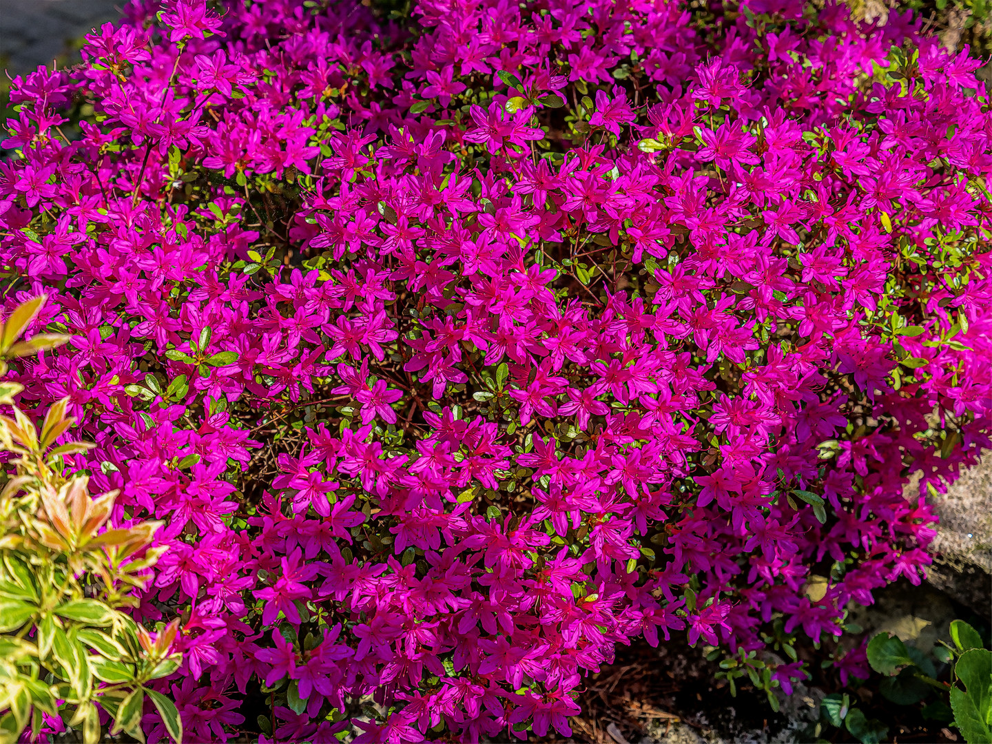 Blick ins Blumenbeet im Frühling