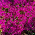 Blick ins Blumenbeet im Frühling