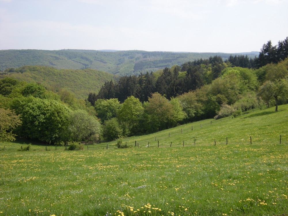 Blick ins bzw. übers Wispertal