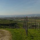 Blick ins Dreiland (Basel/Lörrach/Elsaß)