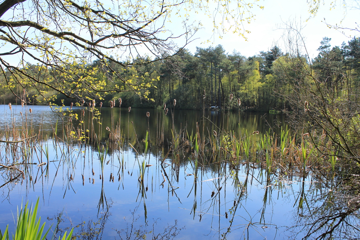 Blick in`s Finkenmoor