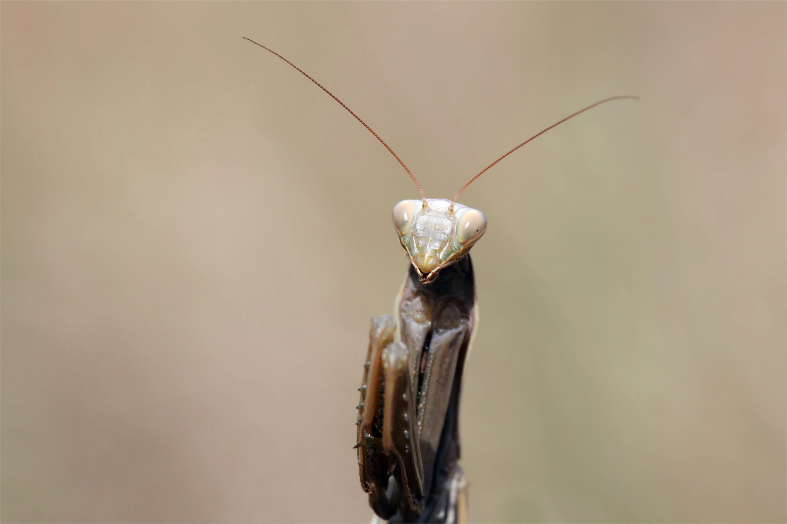 Blick ins Gesicht