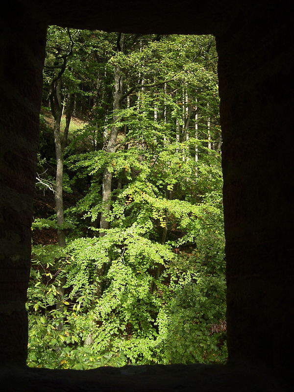 Blick ins Grüne