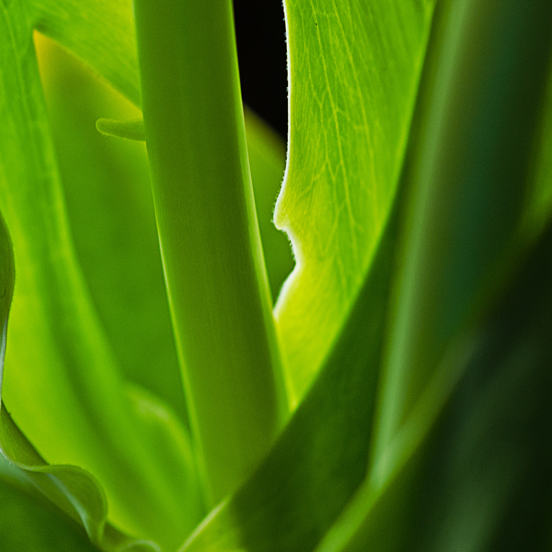 Blick ins Grüne