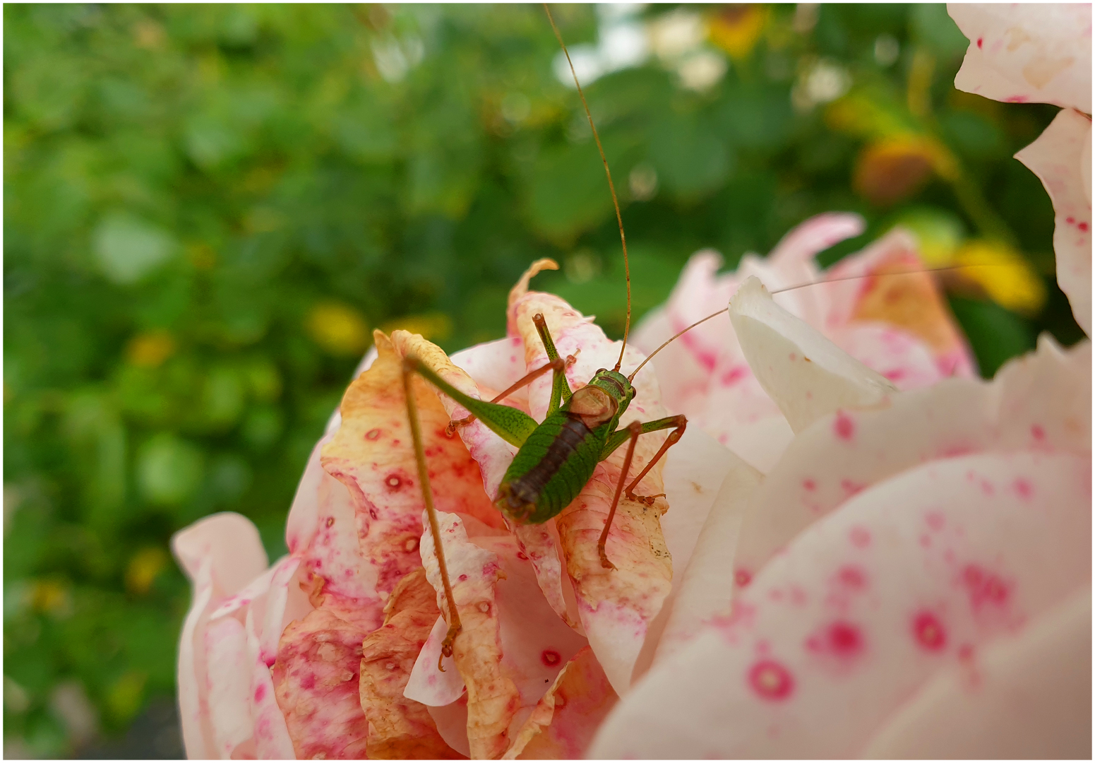 Blick ins Grüne