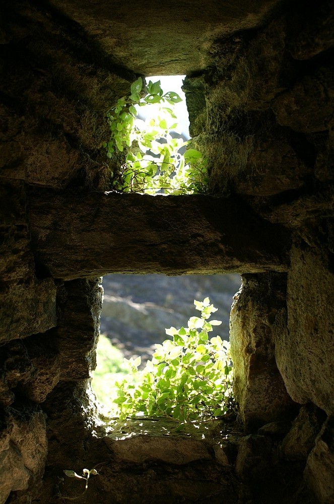 Blick ins Grüne