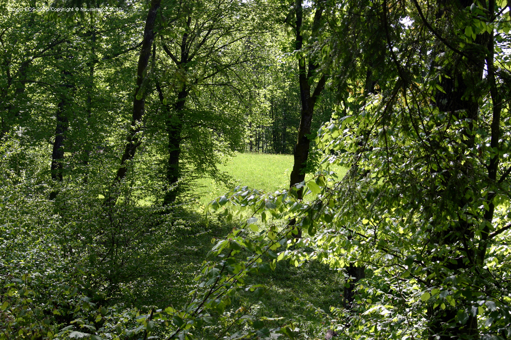 Blick ins Grüne II