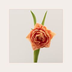 Blick ins Herz der Tulpe...