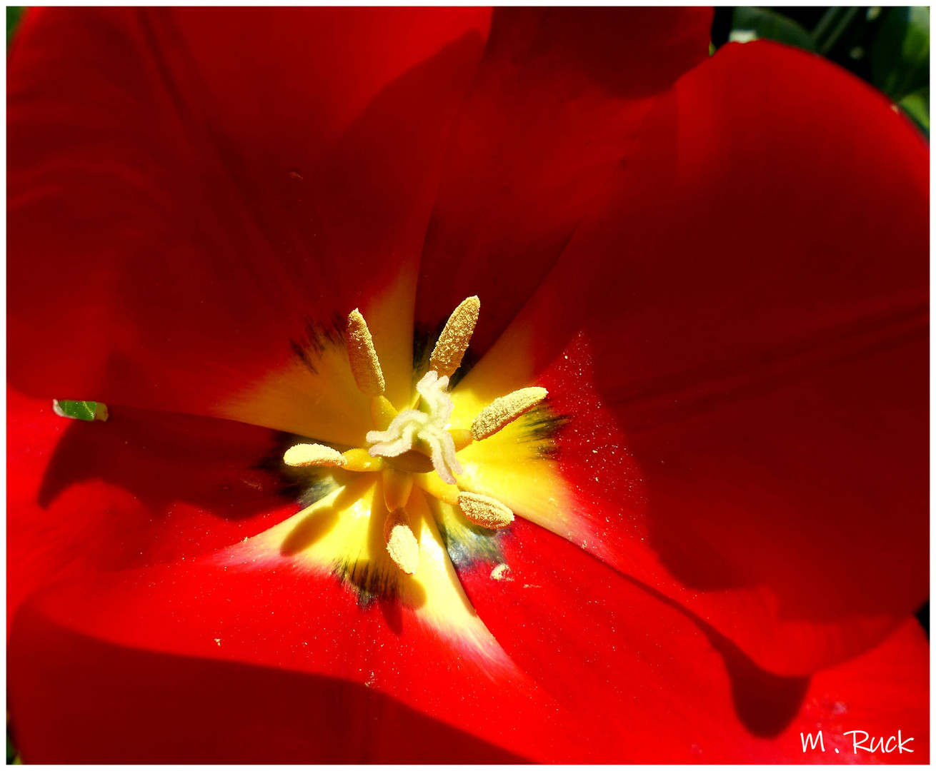 Blick ins Herz einer Blüte 