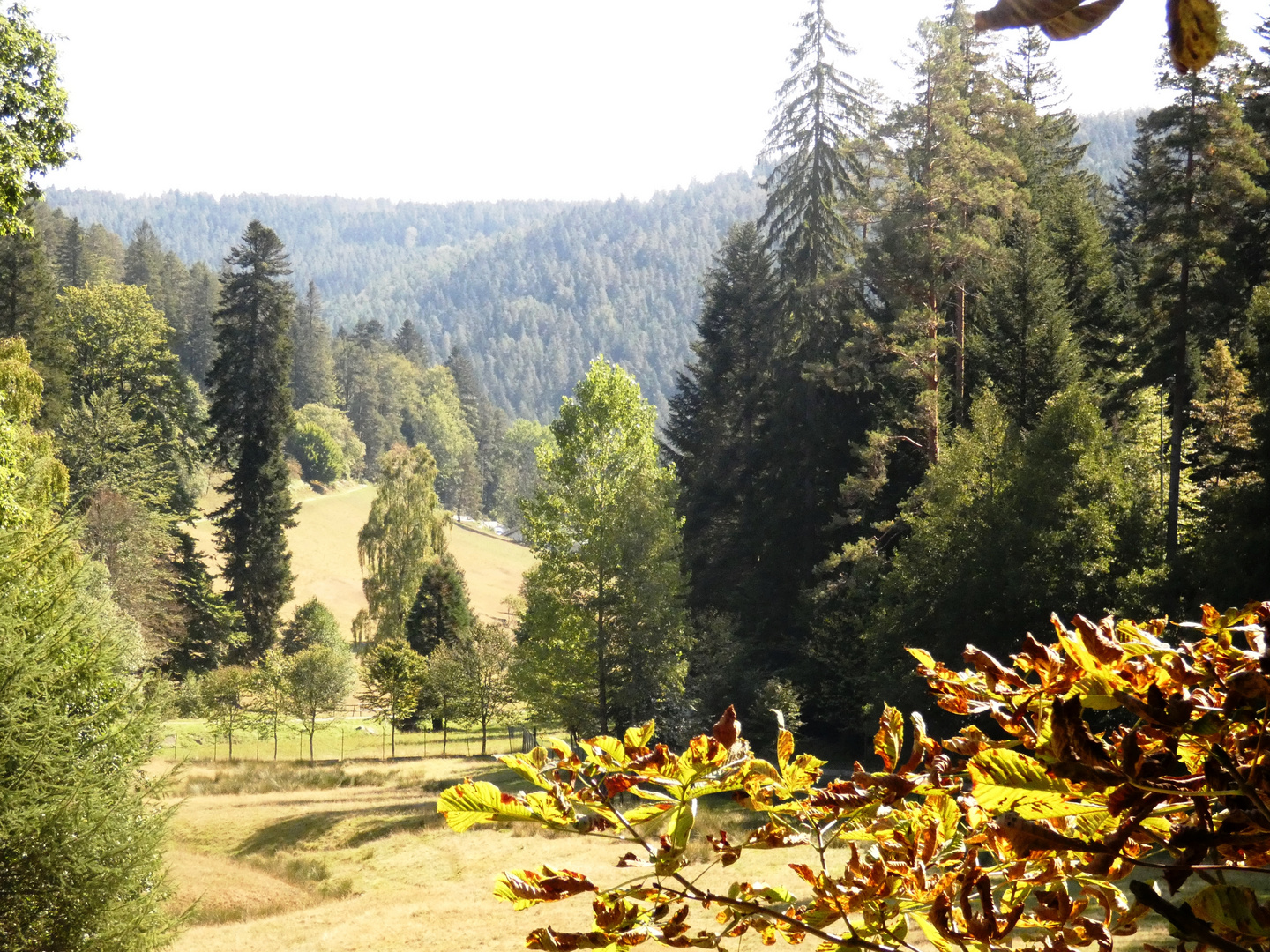 Blick ins Hirschbachtal