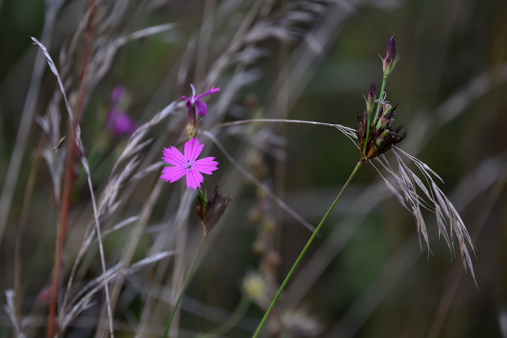 Blick ins hohe Gras