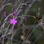 Blick ins hohe Gras