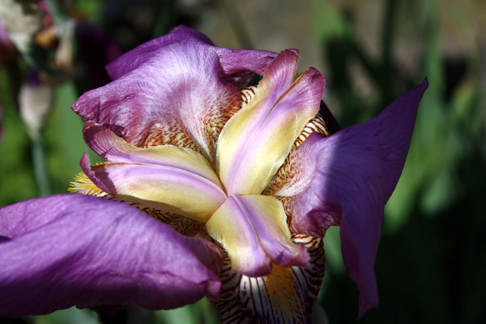 Blick ins Innenlebenden Blüte