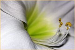 Blick ins Innere einer Amaryllisblüte