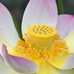 Blick ins Innere einer Lotusblüte