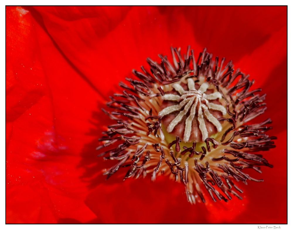 Blick ins Innere einer Mohnblüte