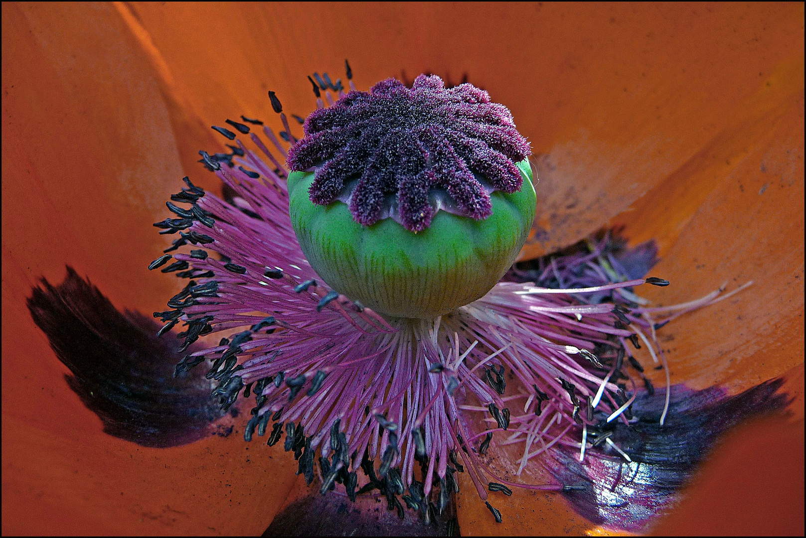 Blick ins Innere einer Mohnblume