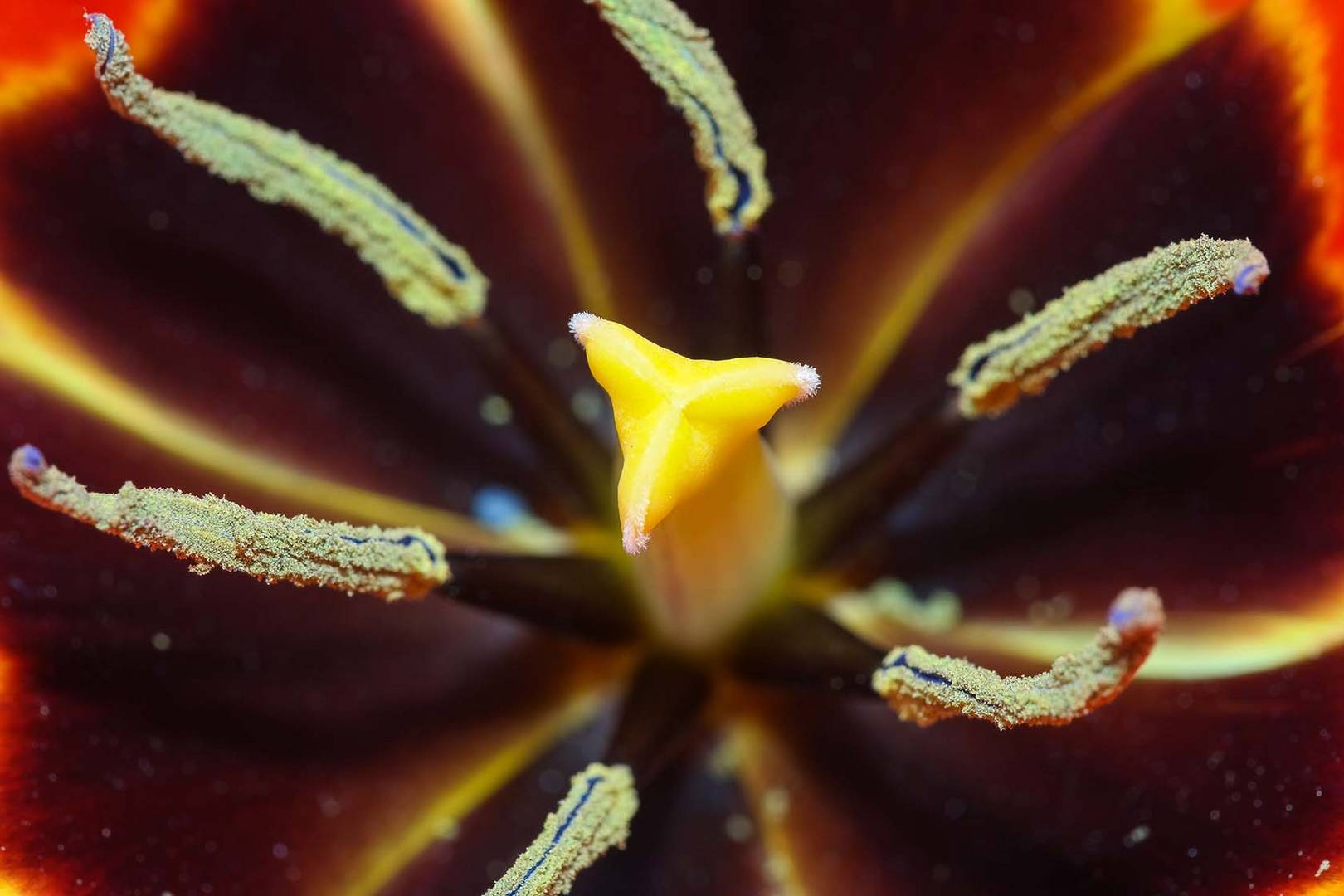 Blick ins Innere einer Seerosen-Tulpe