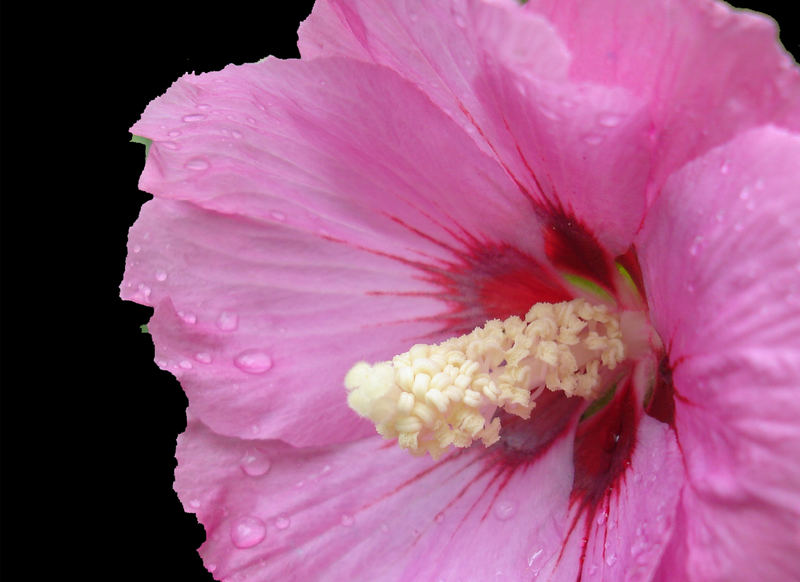 Blick ins Innere einer Stockrosenblüte (1)